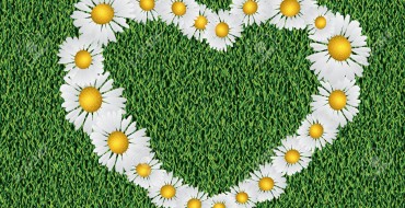 Heart shaped daisy flowers on grass background.