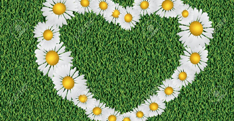 Heart shaped daisy flowers on grass background.